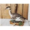 Image 2 : Great Grebe Full Body Bird Taxidermy