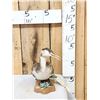 Image 3 : Great Grebe Full Body Bird Taxidermy