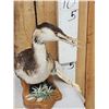 Image 4 : Great Grebe Full Body Bird Taxidermy