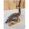 Image 5 : Great Grebe Full Body Bird Taxidermy