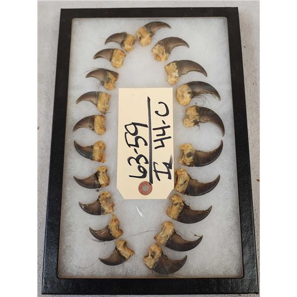 Set Of 20 Black Bear Claws Taxidermy