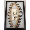 Image 1 : Set Of 20 Black Bear Claws Taxidermy
