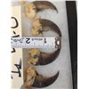 Image 2 : Set Of 20 Black Bear Claws Taxidermy