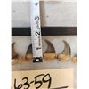 Image 3 : Set Of 20 Black Bear Claws Taxidermy
