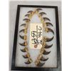 Image 4 : Set Of 20 Black Bear Claws Taxidermy