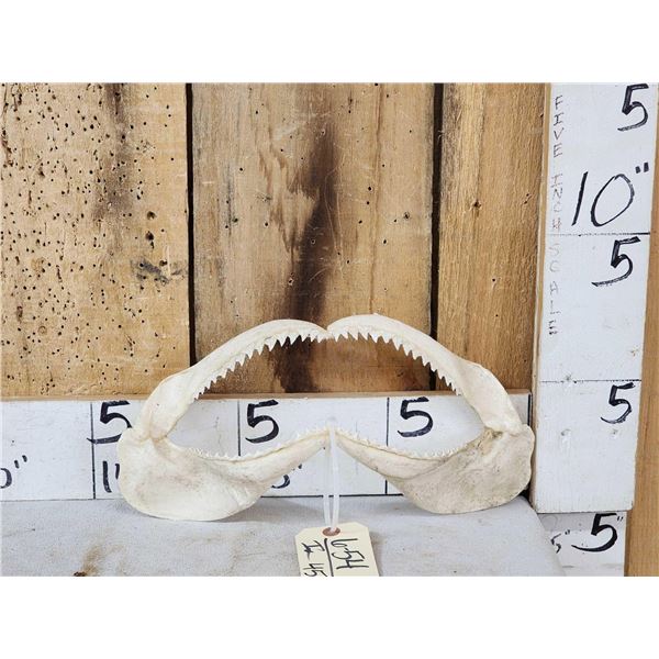 Mako Shark Jaws Taxidermy