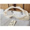 Image 3 : Mako Shark Jaws Taxidermy