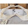 Image 4 : Mako Shark Jaws Taxidermy