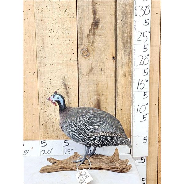 Helmeted Guinea Fowl Full Body Bird Taxidermy