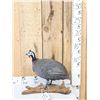 Image 1 : Helmeted Guinea Fowl Full Body Bird Taxidermy