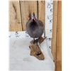 Image 2 : Helmeted Guinea Fowl Full Body Bird Taxidermy