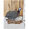 Image 3 : Helmeted Guinea Fowl Full Body Bird Taxidermy