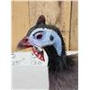 Image 5 : Helmeted Guinea Fowl Full Body Bird Taxidermy