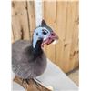 Image 6 : Helmeted Guinea Fowl Full Body Bird Taxidermy