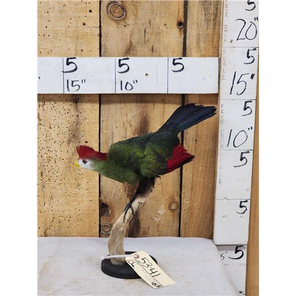 African Red Crested Turaco Bird Taxidermy