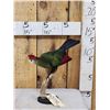 Image 1 : African Red Crested Turaco Bird Taxidermy