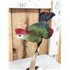 Image 2 : African Red Crested Turaco Bird Taxidermy