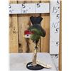 Image 3 : African Red Crested Turaco Bird Taxidermy