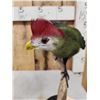 Image 4 : African Red Crested Turaco Bird Taxidermy