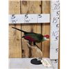 Image 5 : African Red Crested Turaco Bird Taxidermy