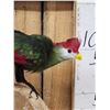 Image 6 : African Red Crested Turaco Bird Taxidermy