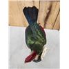 Image 7 : African Red Crested Turaco Bird Taxidermy