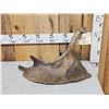 Image 10 : Ultra Rare Stag Moose Cervacles Scotti Shed Antler