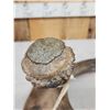 Image 14 : Ultra Rare Stag Moose Cervacles Scotti Shed Antler