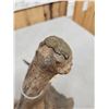 Image 15 : Ultra Rare Stag Moose Cervacles Scotti Shed Antler
