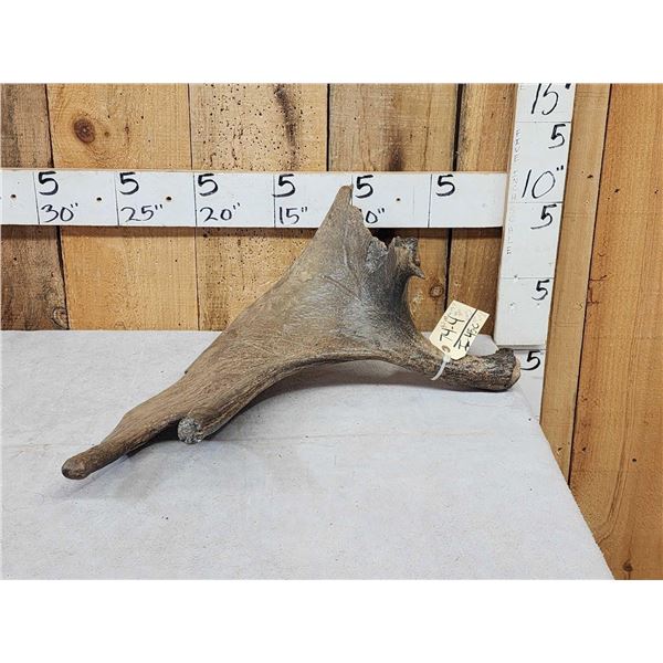 Ultra Rare Stag Moose Cervacles Scotti Shed Antler