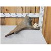 Image 1 : Ultra Rare Stag Moose Cervacles Scotti Shed Antler