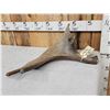 Image 2 : Ultra Rare Stag Moose Cervacles Scotti Shed Antler