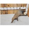 Image 3 : Ultra Rare Stag Moose Cervacles Scotti Shed Antler