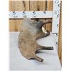 Image 4 : Ultra Rare Stag Moose Cervacles Scotti Shed Antler