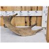 Image 5 : Ultra Rare Stag Moose Cervacles Scotti Shed Antler