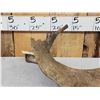 Image 6 : Ultra Rare Stag Moose Cervacles Scotti Shed Antler