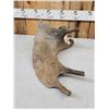 Image 7 : Ultra Rare Stag Moose Cervacles Scotti Shed Antler