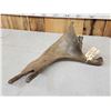 Image 8 : Ultra Rare Stag Moose Cervacles Scotti Shed Antler