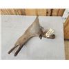 Image 9 : Ultra Rare Stag Moose Cervacles Scotti Shed Antler