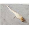 Image 5 : Alaskan Inuit Worked Walrus Oosik Or Penis Bone