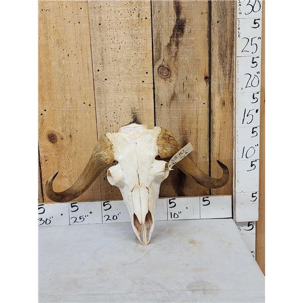 Rare Juvenile Muskox Skull Taxidermy