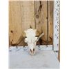 Image 1 : Rare Juvenile Muskox Skull Taxidermy