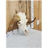 Image 2 : Rare Juvenile Muskox Skull Taxidermy