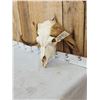 Image 3 : Rare Juvenile Muskox Skull Taxidermy