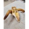 Image 4 : Rare Juvenile Muskox Skull Taxidermy