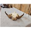 Image 5 : Rare Juvenile Muskox Skull Taxidermy