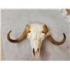 Image 6 : Rare Juvenile Muskox Skull Taxidermy