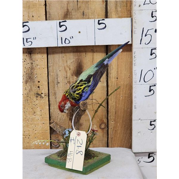 Eastern Rosella Parrot Full Body Bird Taxidermy
