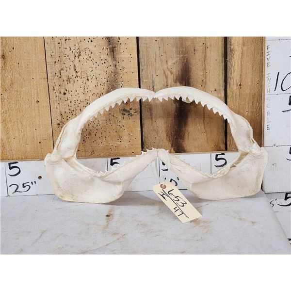 MONSTER Mako Shark Jaws Taxidermy