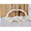 Image 1 : MONSTER Mako Shark Jaws Taxidermy